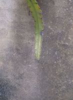 a portugese leaf thumb